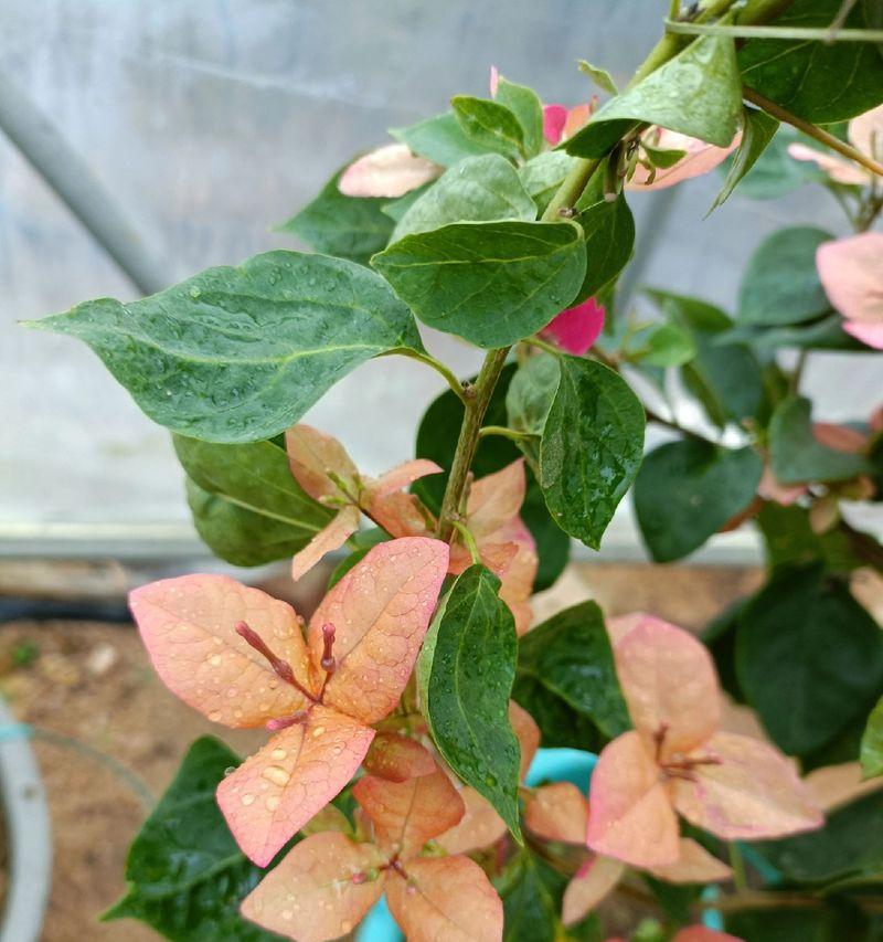 蓝花与橙花的寓意分别是什么？