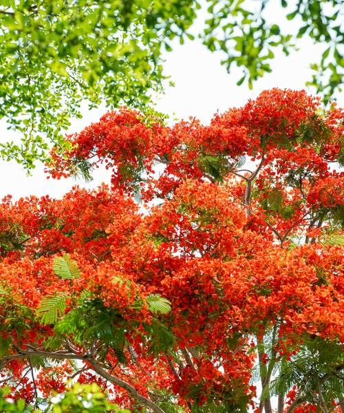 凤凰花的吉祥花语是什么？凤凰花象征着什么？