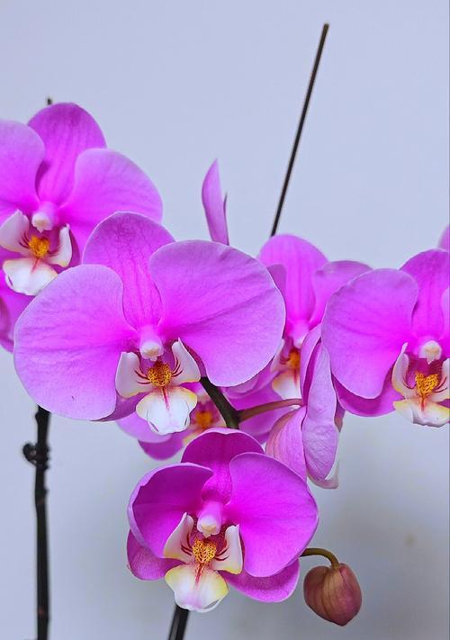红色紫色五瓣花代表什么？
