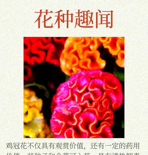 金色鸡冠花的寓意是什么？它在花语中代表什么？