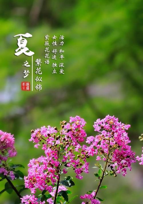 什么花象征好运？好运之花的花语是什么？