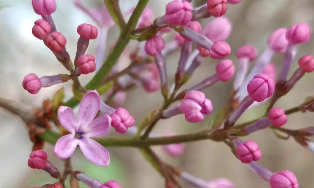 什么花象征好运？好运之花的花语是什么？