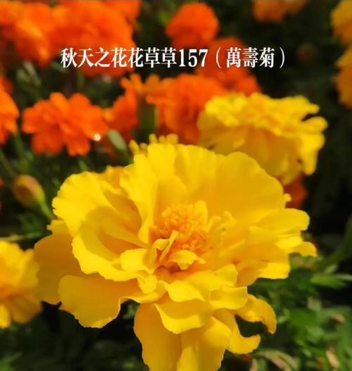 哪种花象征健康？世界上象征健康的花有哪些？