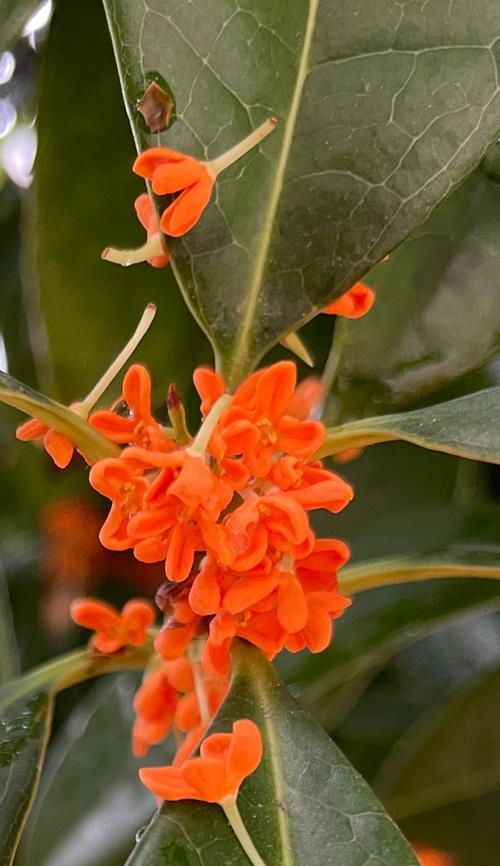 桂树花语白色是什么？白色桂树花代表什么意义？