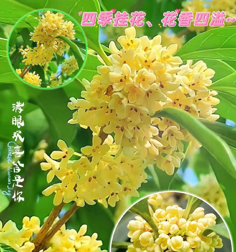 桂树花语白色是什么？白色桂树花代表什么意义？