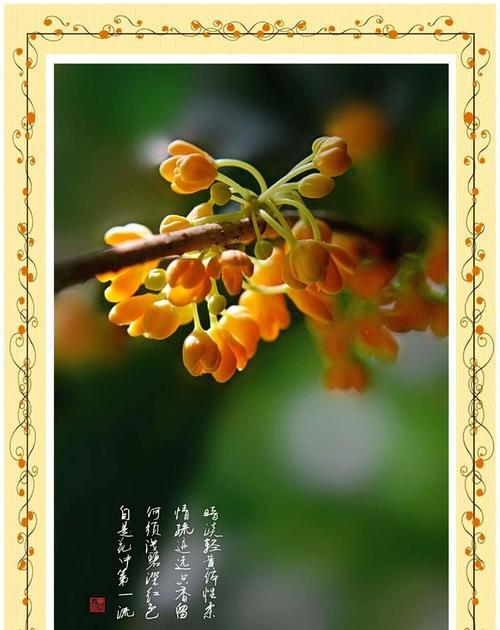 桂树花语白色是什么？白色桂树花代表什么意义？