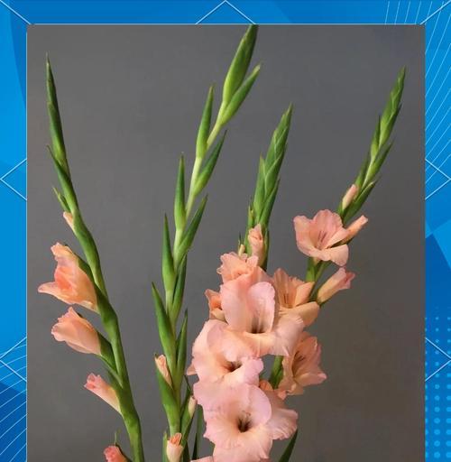哪种花型寓意着节节高？