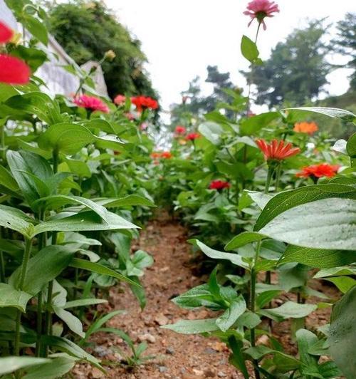 哪种花型寓意着节节高？