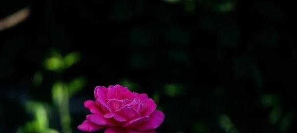 哪些黑色的花寓意着母爱？
