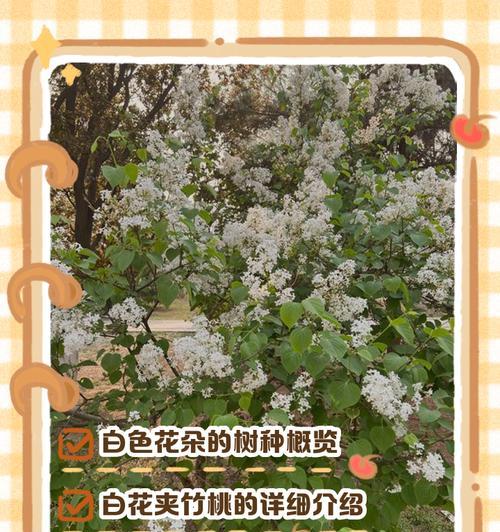 粉白色花的寓意是什么？粉白色花象征着什么？