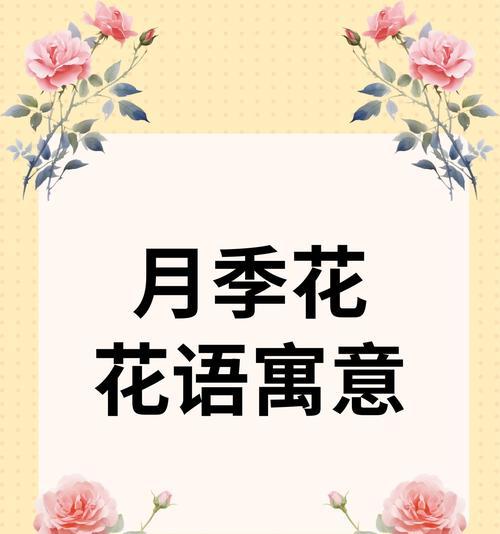桔色月季花的花语和寓意是什么？