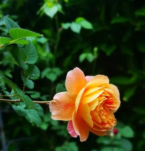 桔色月季花的花语和寓意是什么？