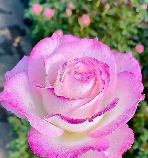哪些花寓意过节好？过节时选择什么花寓意好？