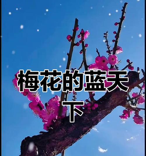 蓝色天空花有何寓意？蓝色天空花代表什么？