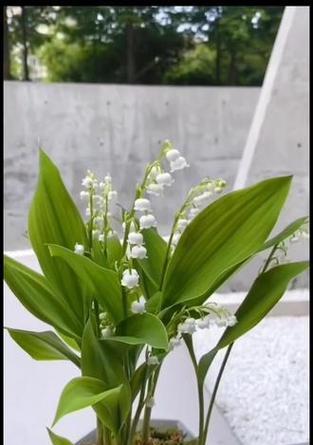 手捧花铃兰花代表什么？花铃兰花的寓意象征是什么？