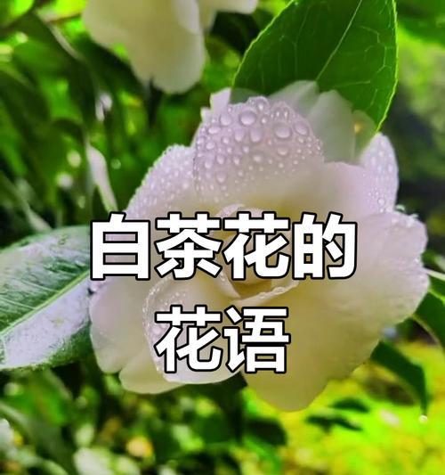 浪漫纯洁的花语有哪些？
