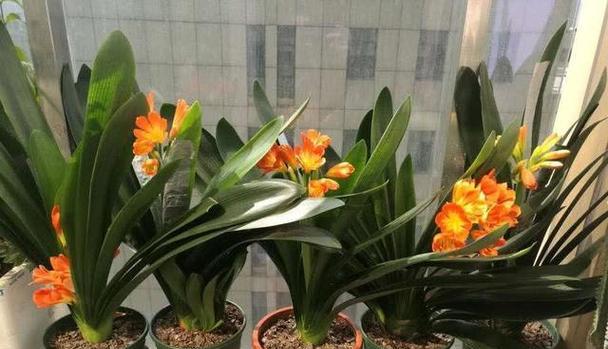 哪些花象征健康好养活？象征健康好养活的花有哪些？
