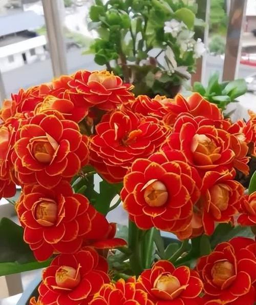 哪些花的花语代表长寿？长寿花有哪些？