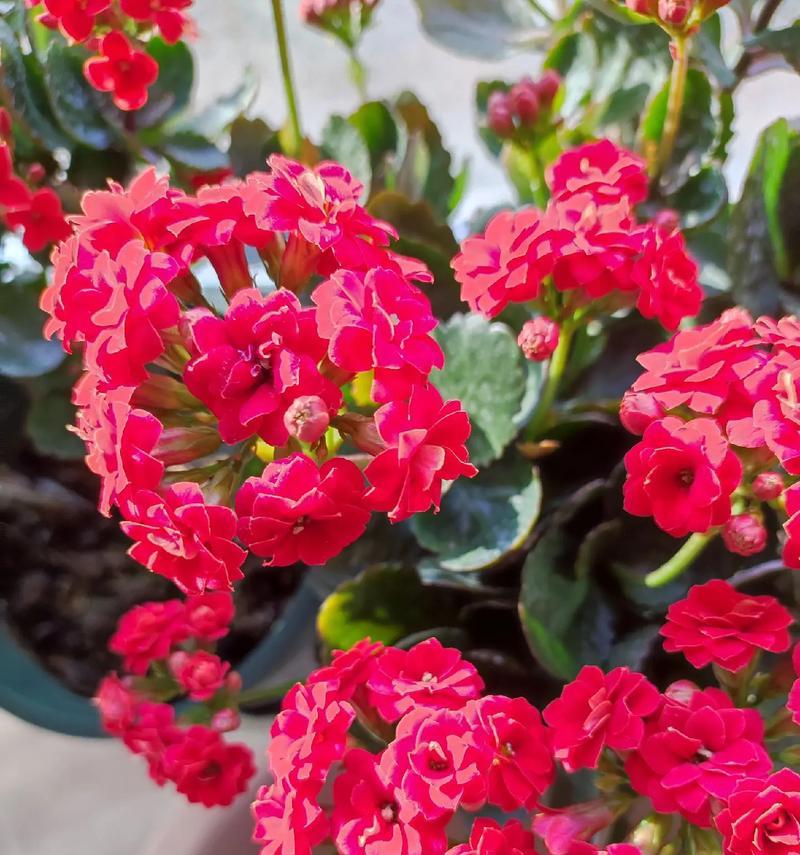 哪些花的花语代表长寿？长寿花有哪些？