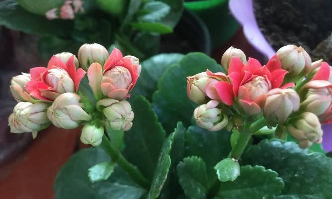 哪些花的花语代表长寿？长寿花有哪些？