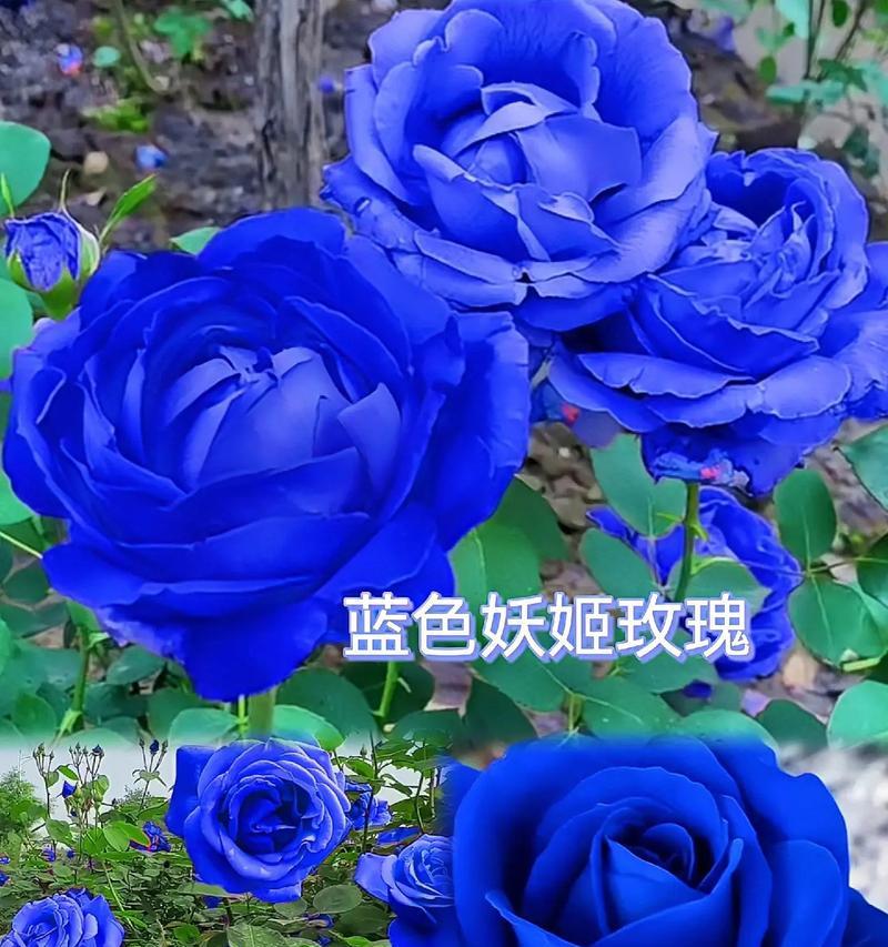 蓝色玫瑰象征什么？蓝色玫瑰花的特别含义是什么？