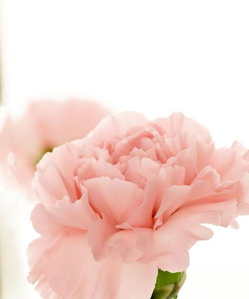 粉色花通常代表什么？粉色花的含义是什么？