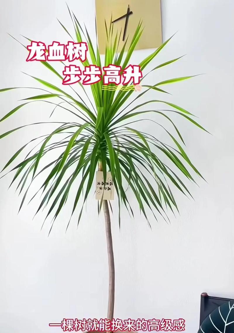 步步高升花代表什么意义？