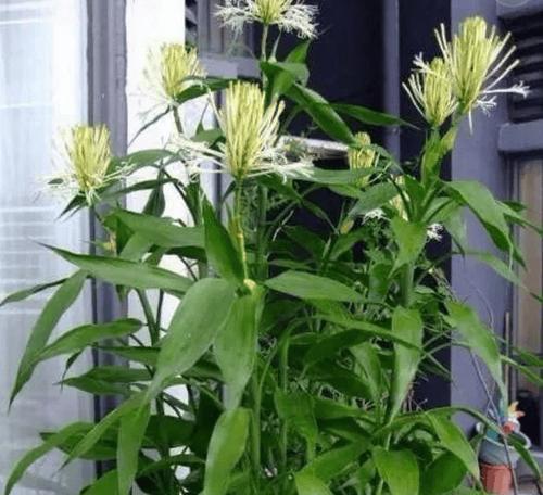 金银富贵花是什么意思？金银富贵花的寓意有哪些？
