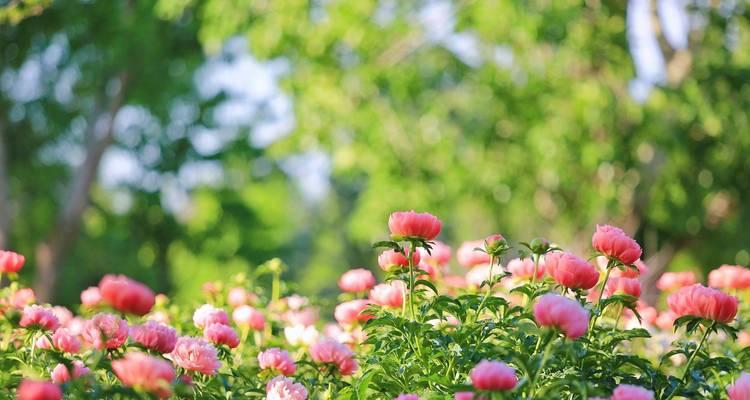 金银富贵花是什么意思？金银富贵花的寓意有哪些？