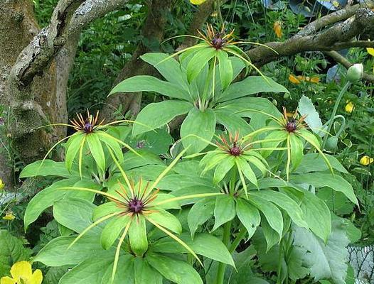 七叶一枝花文化的含义是什么？七叶一枝花有哪些特别的含义？