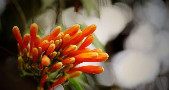 橙色龙船花的花语是什么？橙色龙船花有何特别含义？