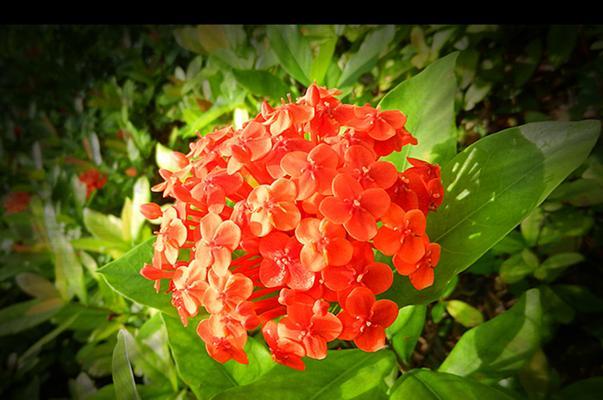 橙色龙船花的花语是什么？橙色龙船花有何特别含义？