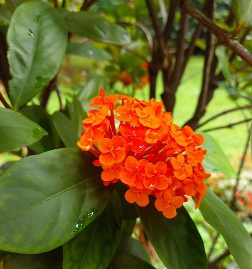 橙色龙船花的花语是什么？橙色龙船花有何特别含义？