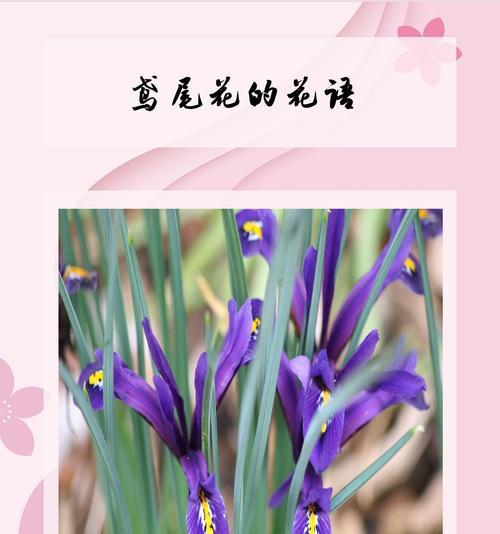 花语是爱情象征的花有哪些？如何通过花语表达情感？