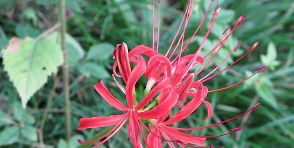 哪些花象征老人离世？老人离世的花语是什么？