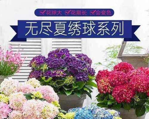 三色绣球象征着什么？绣球花的寓意有哪些？