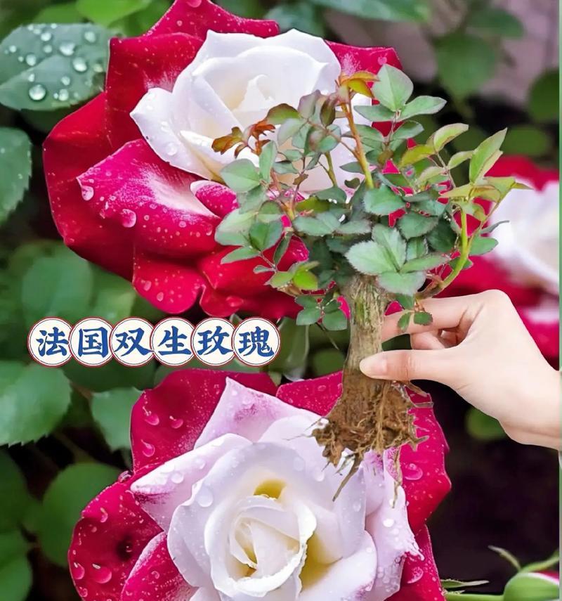 玫瑰花颜色不同代表什么？不同颜色玫瑰的寓意是什么？