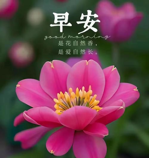 哪种颜色的花寓意爱而不得？其含义是什么？