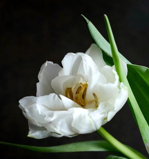 白色黄色扶郎花代表什么？扶郎花的吉祥含义是什么？