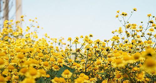 白色黄色扶郎花代表什么？扶郎花的吉祥含义是什么？