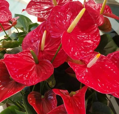 花运的文化含义有哪些？