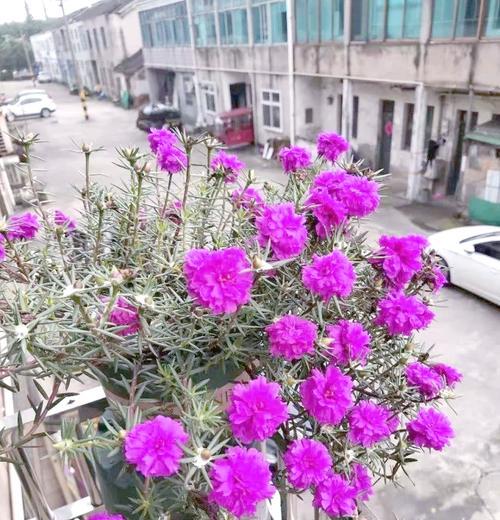 太阳花和紫色花束代表什么寓意？