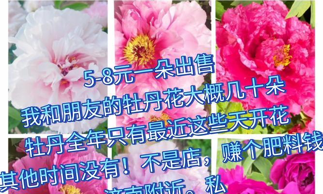 送妈妈富贵花有什么寓意？如何选择合适的富贵花？