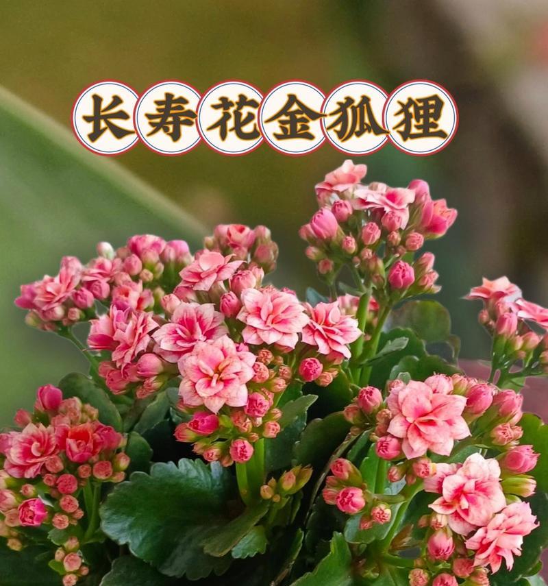 金狐狸长寿花有何寓意？长寿花的象征意义是什么？