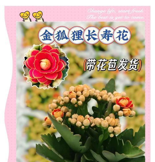 金狐狸长寿花有何寓意？长寿花的象征意义是什么？