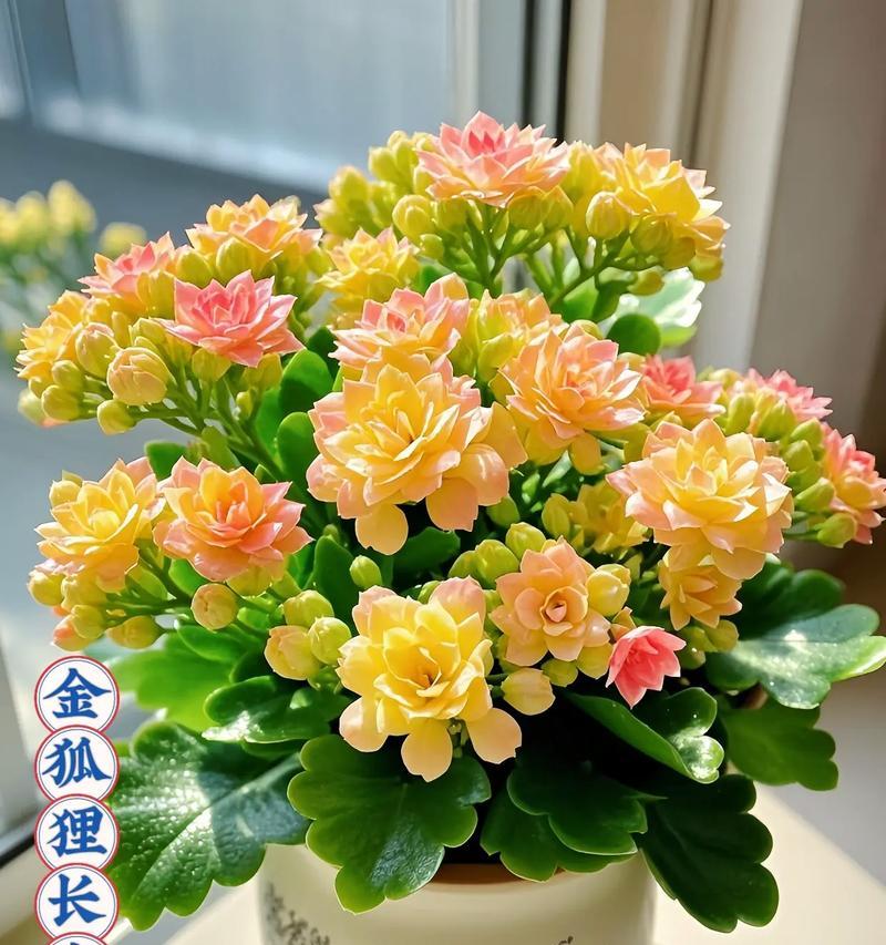 金狐狸长寿花有何寓意？长寿花的象征意义是什么？