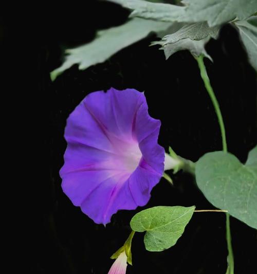 牵牛花的象征意义是什么？牵牛花的文化内涵有哪些？