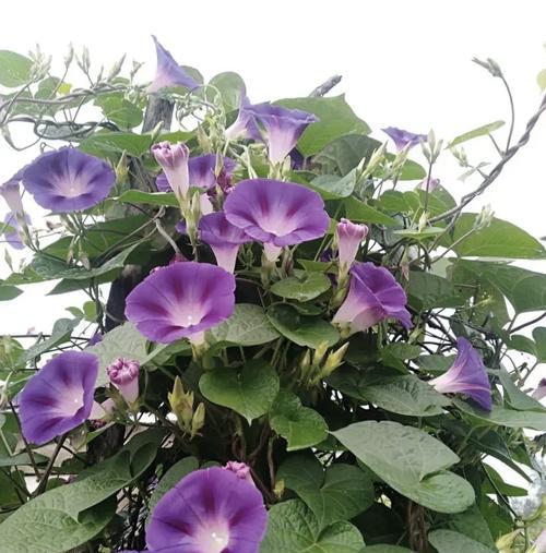 牵牛花的象征意义是什么？牵牛花的文化内涵有哪些？