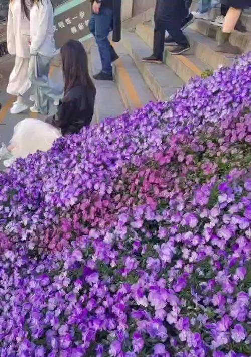 有寓意的花紫色是什么？紫色花朵通常象征着什么？