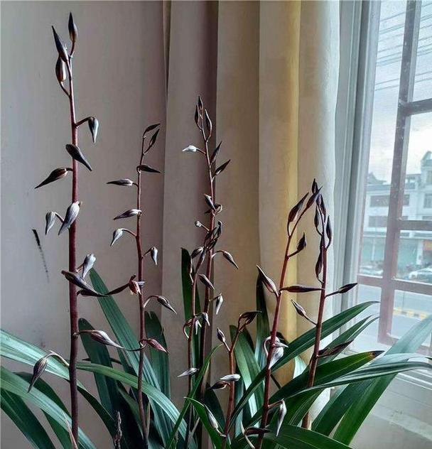 带吉祥意义的花有哪些？它们各自代表了什么吉祥含义？